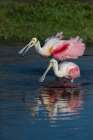 Roseate spoonbills display their bright pink color. Art Print